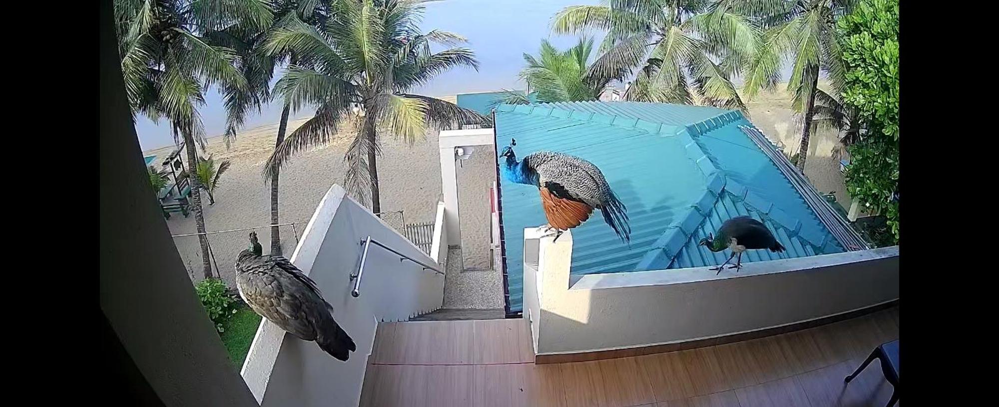 Coral Reef Guest Ξενοδοχείο Beruwala Εξωτερικό φωτογραφία